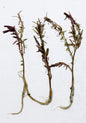 Rotala Blood Red – 3 Rooted Stems | Live Freshwater Aquarium Plant for Aquascaping