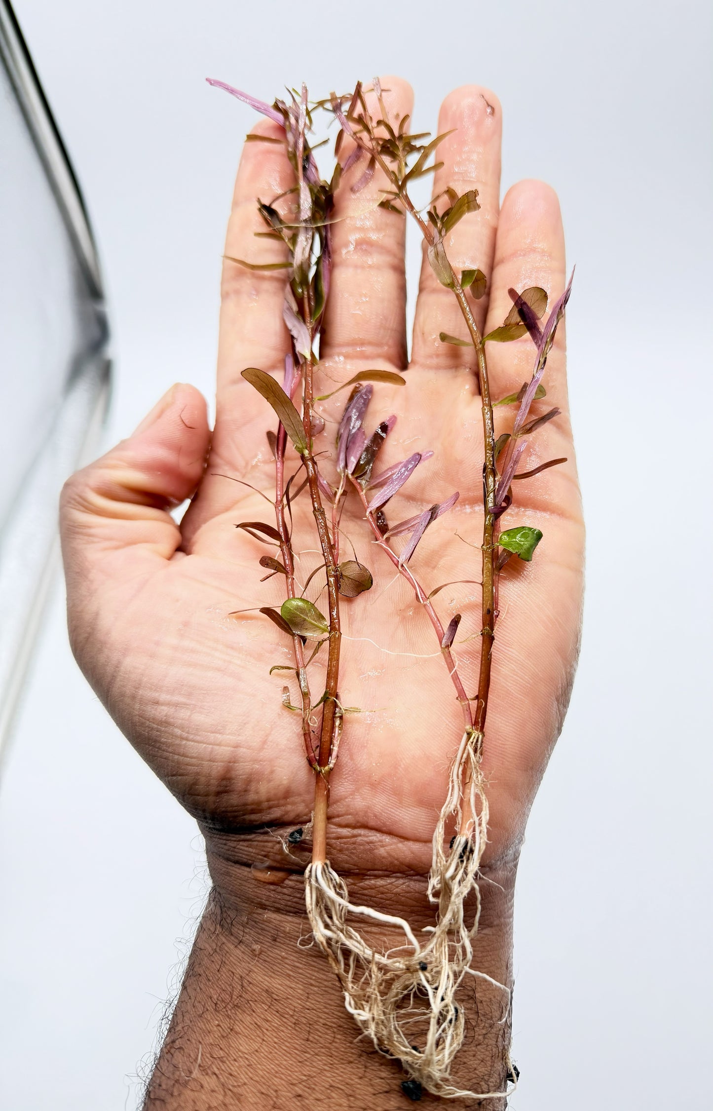 Rotala Blood Red – 3 Rooted Stems | Live Freshwater Aquarium Plant for Aquascaping