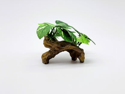 Realistic Aquarium Plant on Rock Decoration | Natural Looking Fish Tank Ornament for Freshwater Aquariums