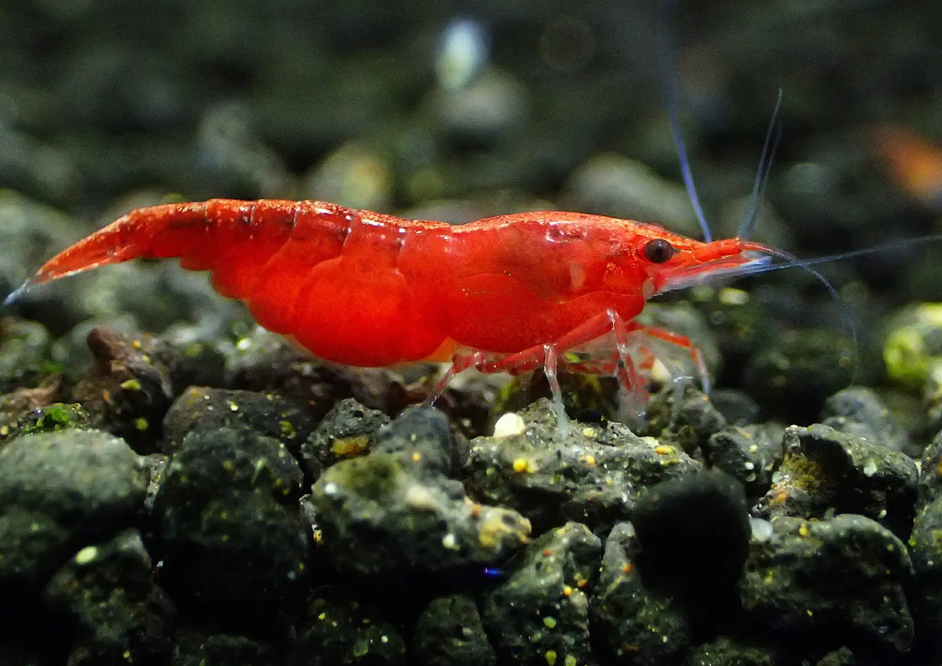 Bloody Mary Shrimp (Neocaridina davidi) – 5+1 Per Order | Live Freshwater Aquarium Shrimp for Planted Tanks