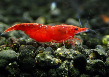 Bloody Mary Shrimp (Neocaridina davidi) – 5+1 Per Order | Live Freshwater Aquarium Shrimp for Planted Tanks