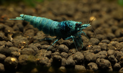 Blue Bolt Shrimp (Caridina cantonensis) – 5+1 Per Order | Live Freshwater Aquarium Shrimp