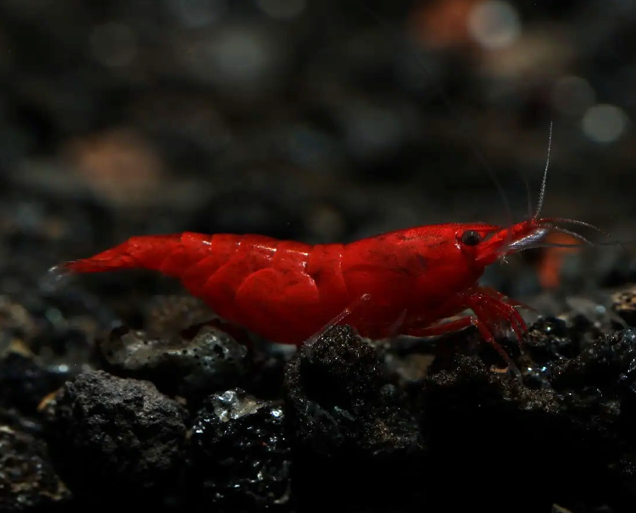 Bloody Mary Shrimp (Neocaridina davidi) – 5+1 Per Order | Live Freshwater Aquarium Shrimp for Planted Tanks