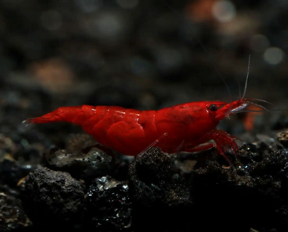 Bloody Mary Shrimp (Neocaridina davidi) – 5+1 Per Order | Live Freshwater Aquarium Shrimp for Planted Tanks