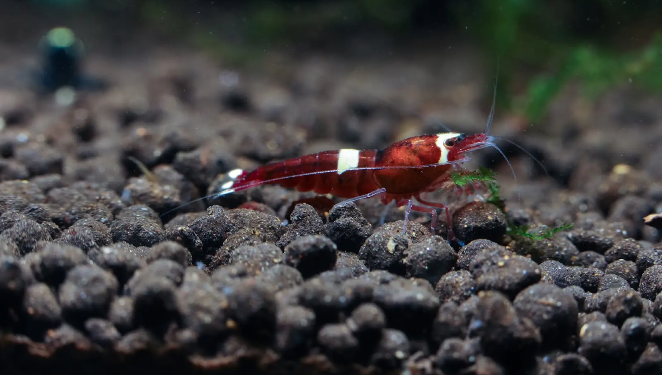 Red King Kong Shrimp (Caridina cantonensis) – 5+1 Per Order | Live Freshwater Aquarium Shrimp