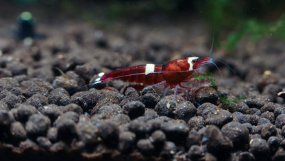 Red King Kong Shrimp (Caridina cantonensis) – 5+1 Per Order | Live Freshwater Aquarium Shrimp