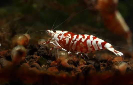 Red Fancy Tiger Shrimp (Caridina cantonensis) – 5+1 Per Order | Live Freshwater Aquarium Shrimp