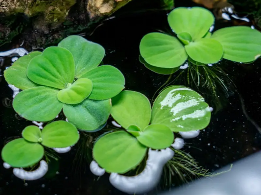 Water Lettuce (Pistia stratiotes) - 4 Pack