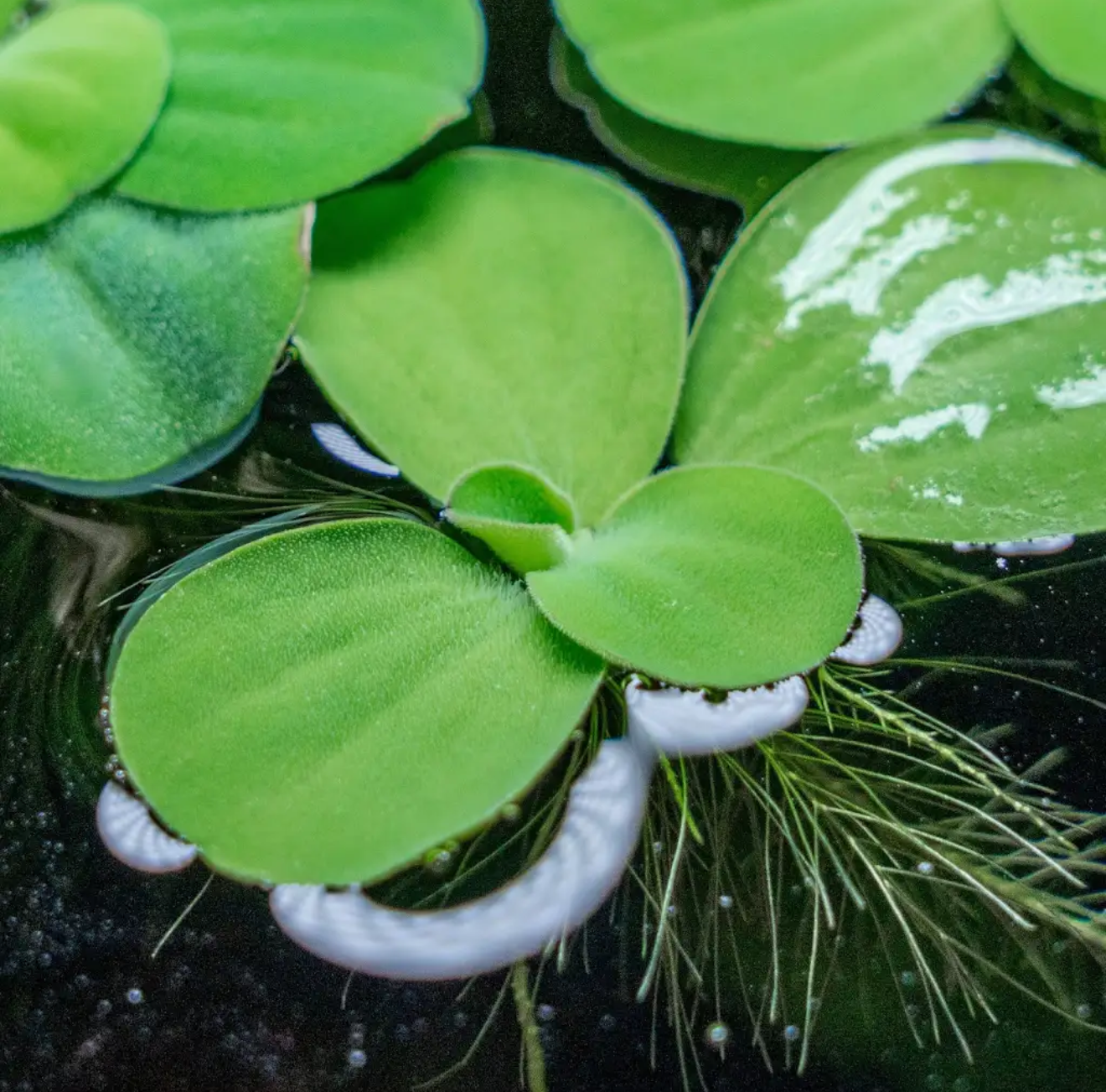 Water Lettuce (Pistia stratiotes) - 4 Pack
