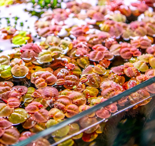 Red Root Floaters (Phyllanthus fluitans) 5 Pack