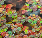 Red Root Floaters (Phyllanthus fluitans) 5 Pack