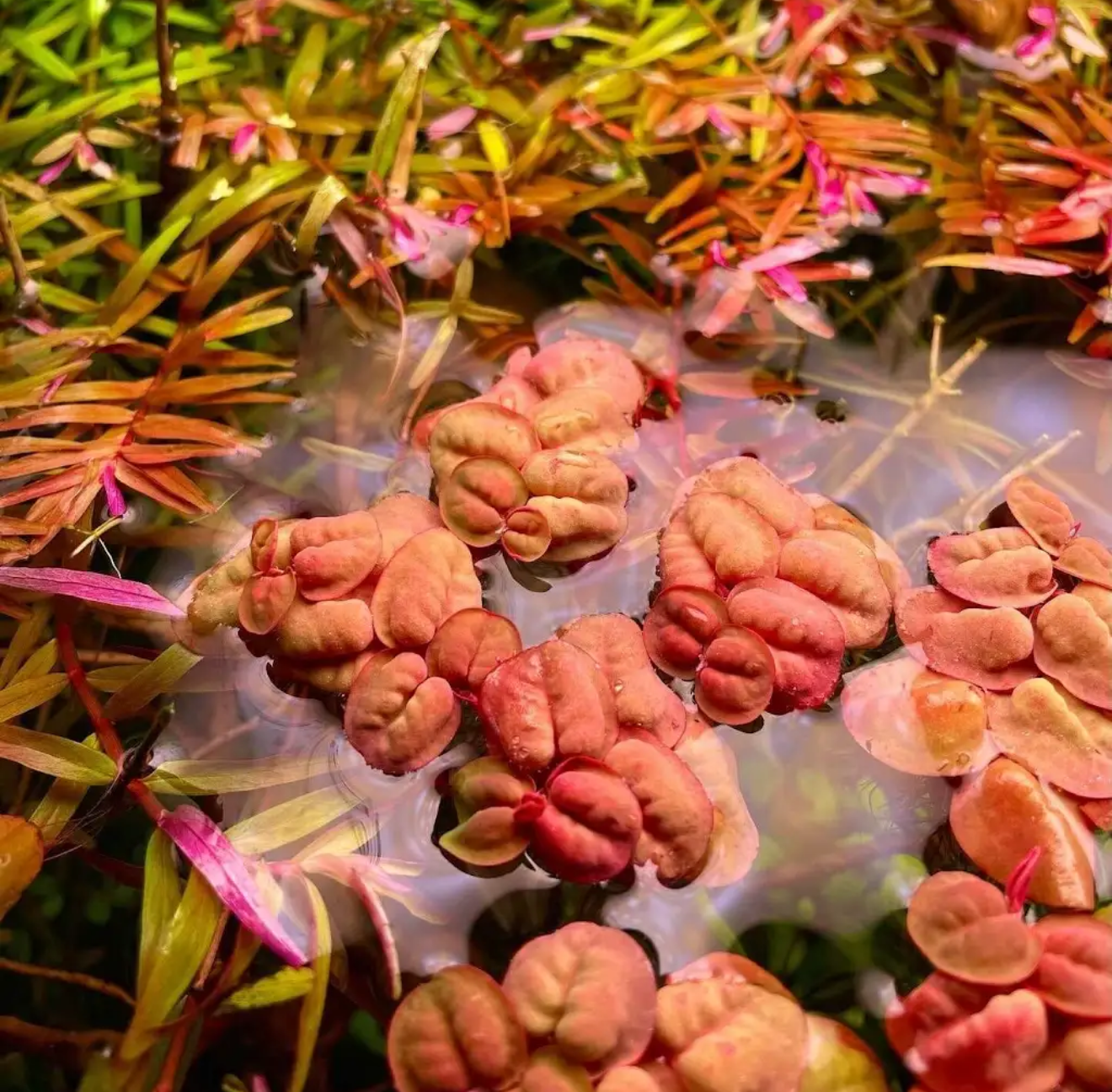 Red Root Floaters (Phyllanthus fluitans) 5 Pack