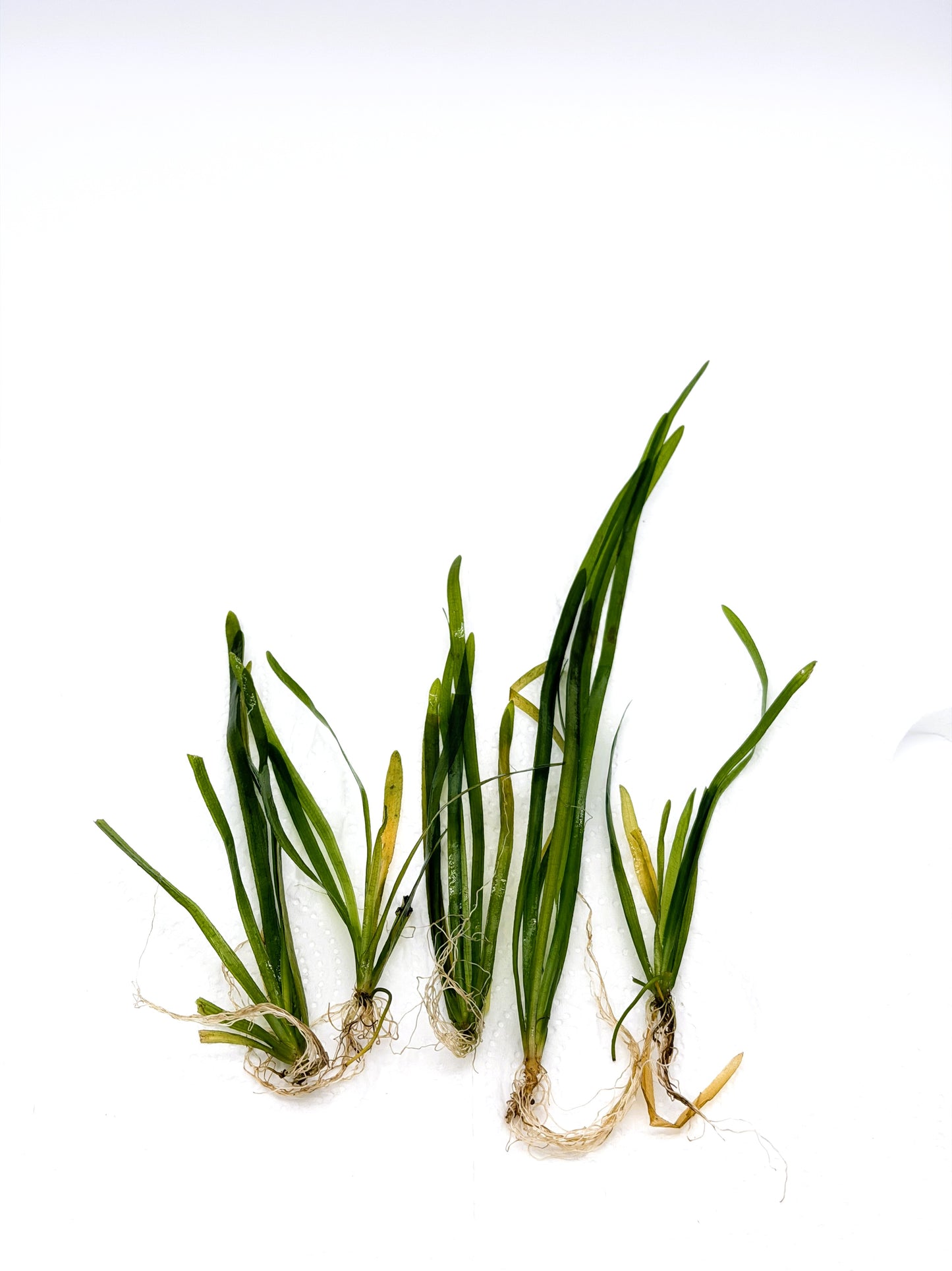 Dwarf Sagittaria (Sagittaria subulata) – Live Freshwater Aquarium Plant - 5 Plants
