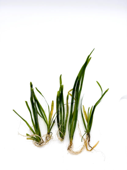 Dwarf Sagittaria (Sagittaria subulata) – Live Freshwater Aquarium Plant - 5 Plants