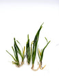 Dwarf Sagittaria (Sagittaria subulata) – Live Freshwater Aquarium Plant - 5 Plants