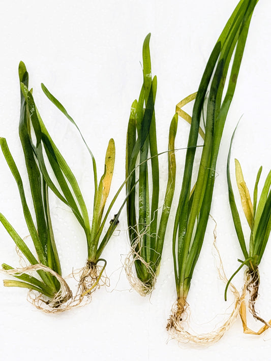 Dwarf Sagittaria (Sagittaria subulata) – Live Freshwater Aquarium Plant - 5 Plants