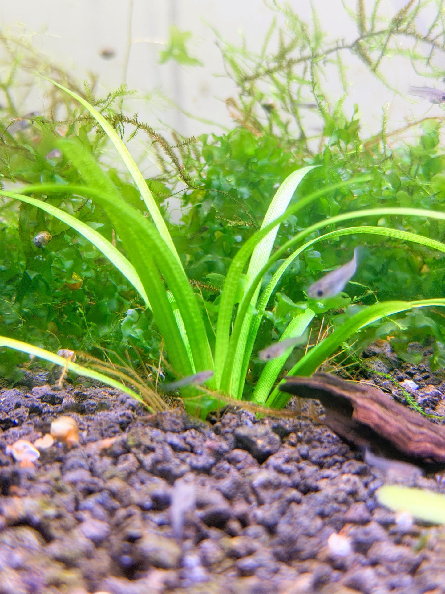 Dwarf Sagittaria (Sagittaria subulata) – Live Freshwater Aquarium Plant - 5 Plants