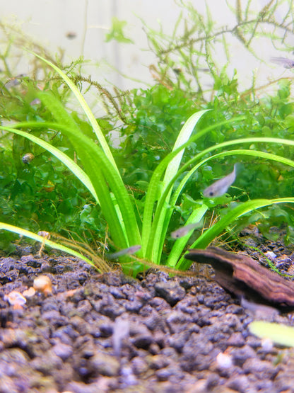 Dwarf Sagittaria (Sagittaria subulata) – Live Freshwater Aquarium Plant - 5 Plants