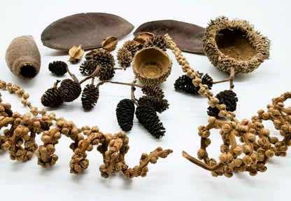 Aquarium Botanical Pack for Shrimp, Betta & Blackwater Fish Tanks
