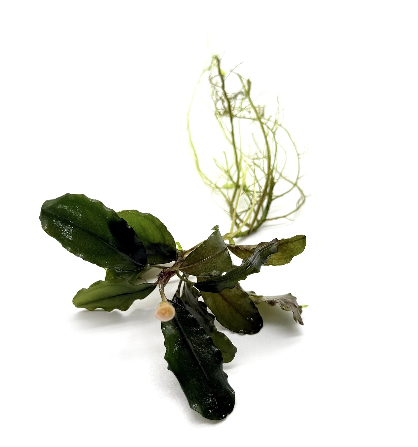 Bucephalandra Aquarium Plants | Live Freshwater Aquatic Plants for Aquascaping, Shrimp & Betta Tanks