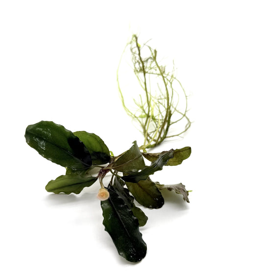 Bucephalandra Aquarium Plants | Live Freshwater Aquatic Plants for Aquascaping, Shrimp & Betta Tanks