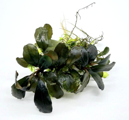 Bucephalandra Aquarium Plants | Live Freshwater Aquatic Plants for Aquascaping, Shrimp & Betta Tanks