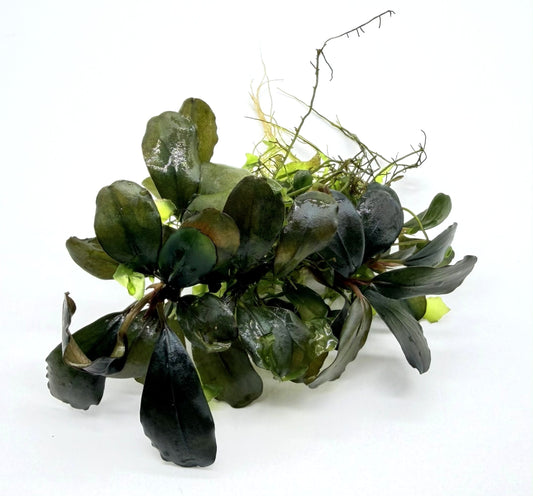 Bucephalandra Aquarium Plants | Live Freshwater Aquatic Plants for Aquascaping, Shrimp & Betta Tanks
