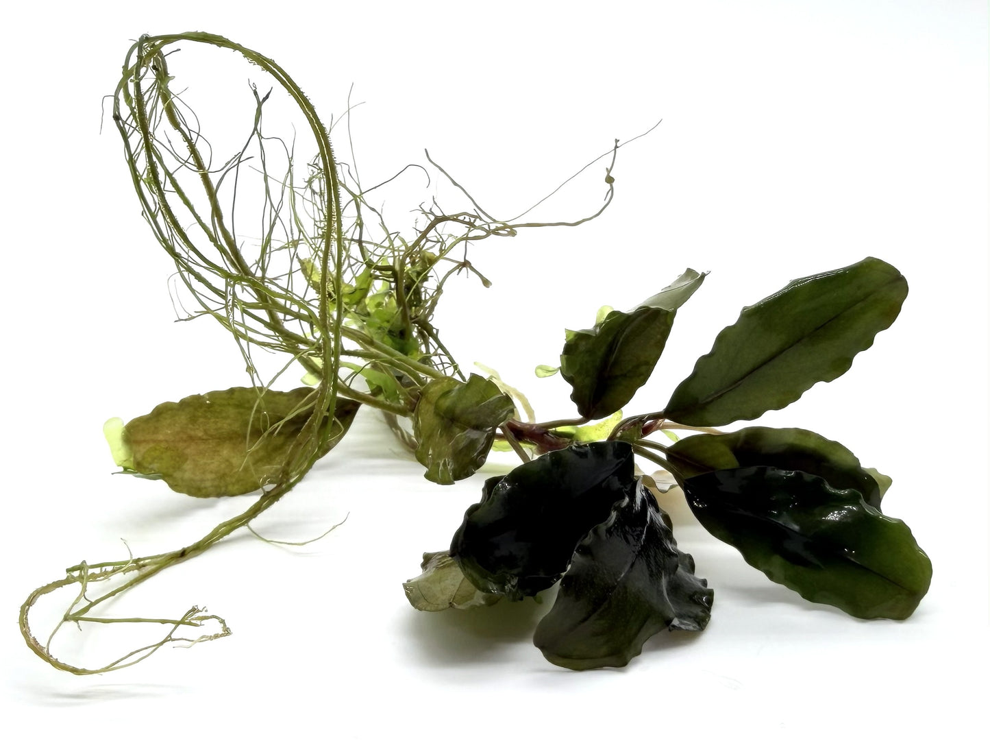 Bucephalandra Aquarium Plants | Live Freshwater Aquatic Plants for Aquascaping, Shrimp & Betta Tanks