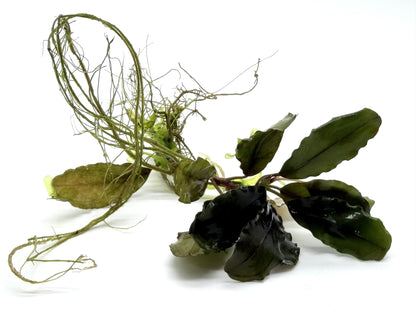 Bucephalandra Aquarium Plants | Live Freshwater Aquatic Plants for Aquascaping, Shrimp & Betta Tanks