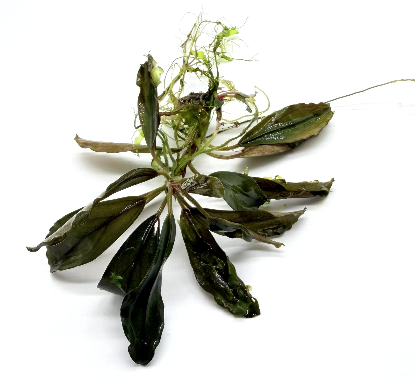 Bucephalandra Aquarium Plants | Live Freshwater Aquatic Plants for Aquascaping, Shrimp & Betta Tanks