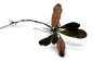 Bucephalandra Aquarium Plants | Live Freshwater Aquatic Plants for Aquascaping, Shrimp & Betta Tanks