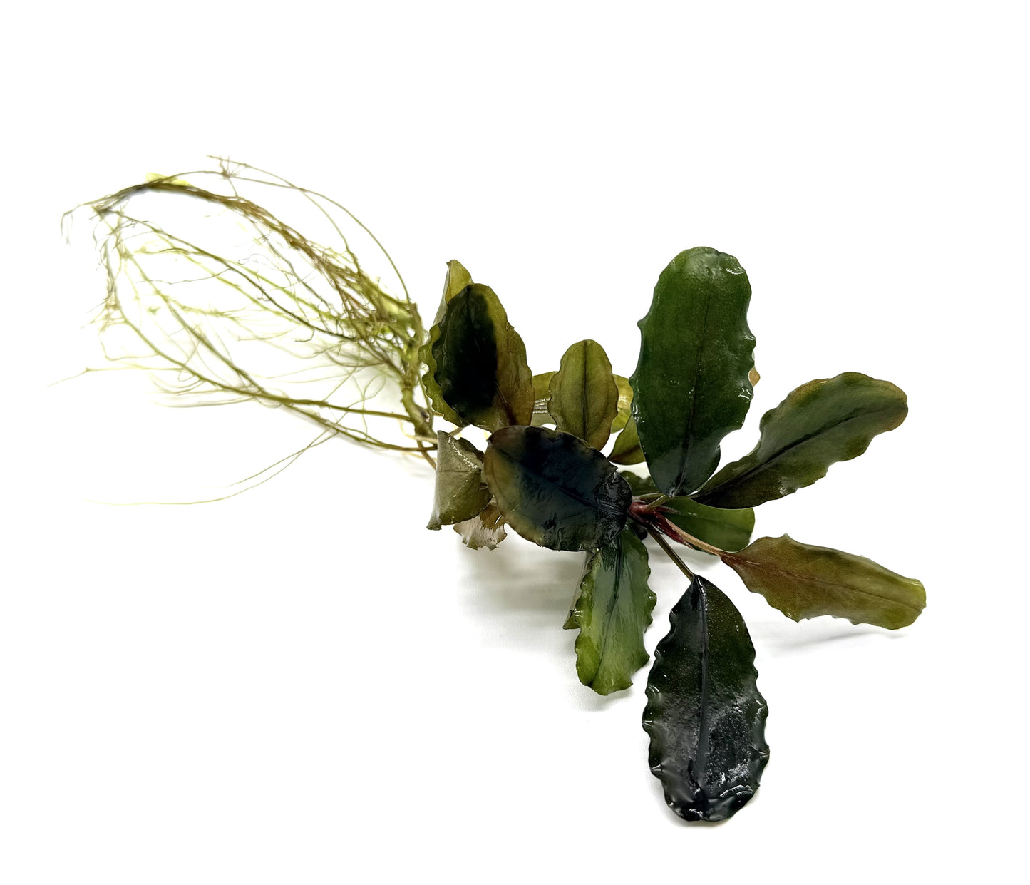 Bucephalandra Aquarium Plants | Live Freshwater Aquatic Plants for Aquascaping, Shrimp & Betta Tanks