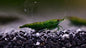 Green Jade Shrimp (Neocaridina davidi) - 5+1 Per Order