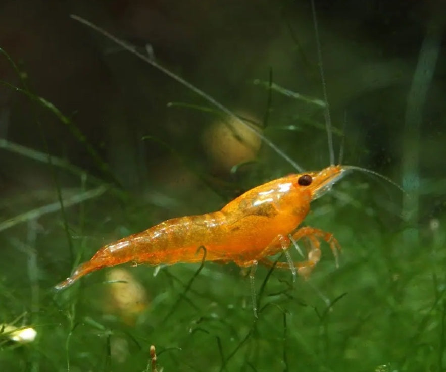 Orange Neocaridina Shrimp (Neocaridina davidi) - 5+1  Per Order