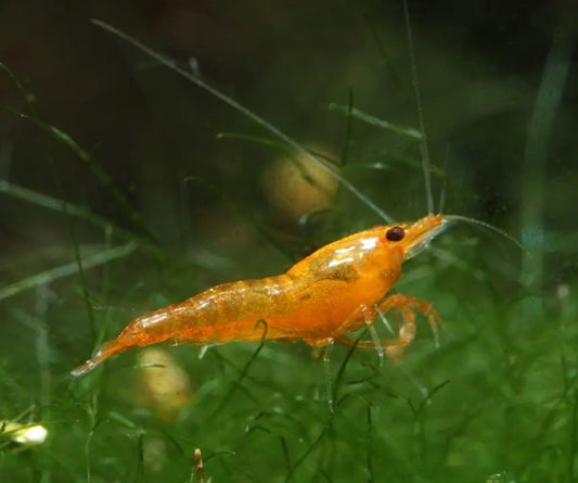 Orange Neocaridina Shrimp (Neocaridina davidi) - 5+1  Per Order