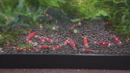 Santa Crystal Red Shrimp (Caridina cantonensis) – 5+1 Per Order | Live Freshwater Aquarium Shrimp