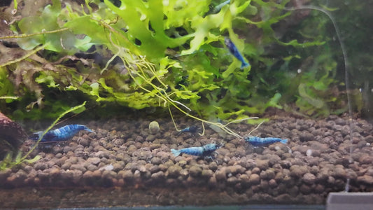 Blue Bolt Shrimp (Caridina cantonensis) – 5+1 Per Order | Live Freshwater Aquarium Shrimp