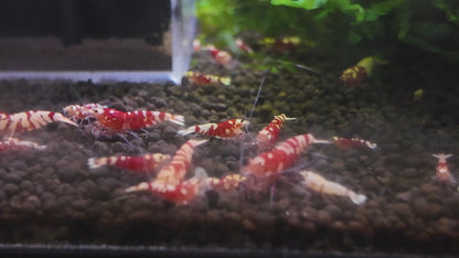 Red Fancy Tiger Shrimp (Caridina cantonensis) – 5+1 Per Order | Live Freshwater Aquarium Shrimp