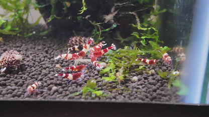 Red King Kong Shrimp (Caridina cantonensis) – 5+1 Per Order | Live Freshwater Aquarium Shrimp