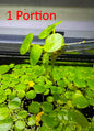 Amazon Frogbit (Limnobium laevigatum) *5 Portions*