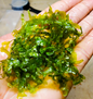 Subwassertang (Lomariopsis cf. lineata) - 20 Grams - Free Shipping