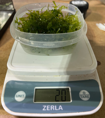 Subwassertang (Lomariopsis cf. lineata) - 20 Grams
