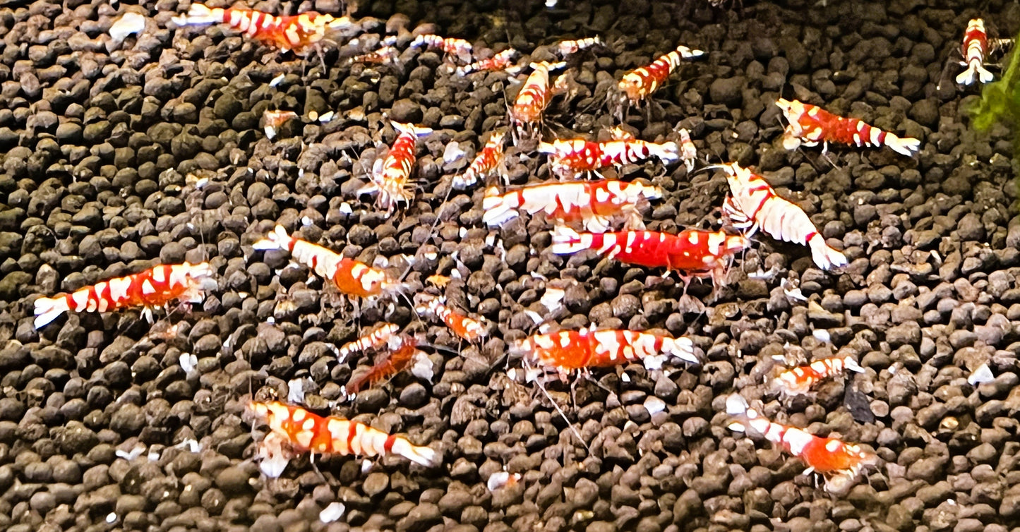 Red Fancy Tiger Shrimp (Caridina cantonensis) – 5+1 Per Order | Live Freshwater Aquarium Shrimp